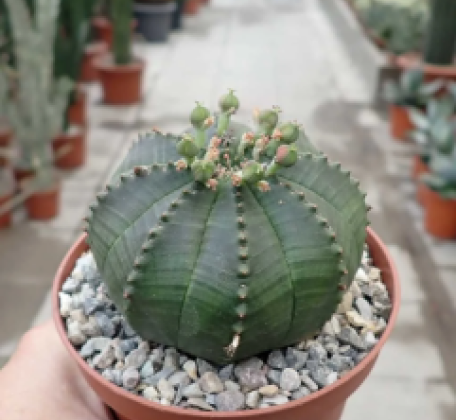 Cactos