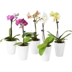 Orquídeas