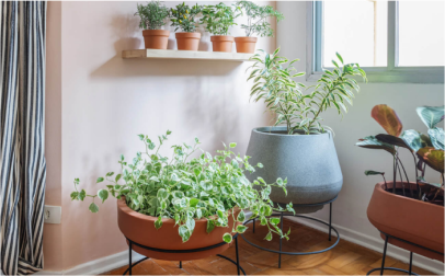Plantas para interiores