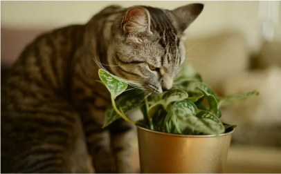 Plantas pet friendly